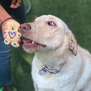 Playful Pack - Pet Boarding Near Me - Annapolis, Maryland