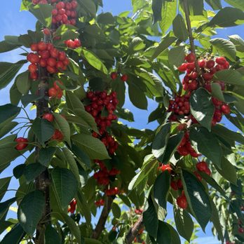 Ochs Orchard - Cherries! - Fruits & Veggies Near Me - Warwick, New York