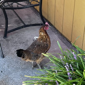 O Cafe - Cafes Near Me - Fair Oaks, California