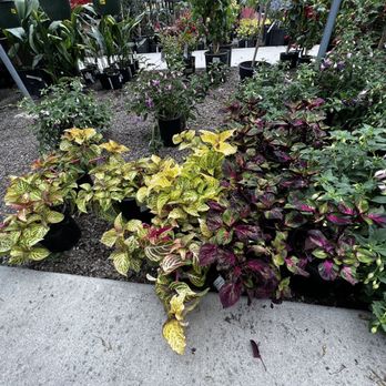 Green Thumb Nursery - Nurseries & Gardening Near Me - San Marcos, California