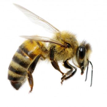 Texas Bee Removal - Pest Control Near Me - Dallas, Texas Texas Bee Removal - Pest Control Near Me - Dallas, Texas