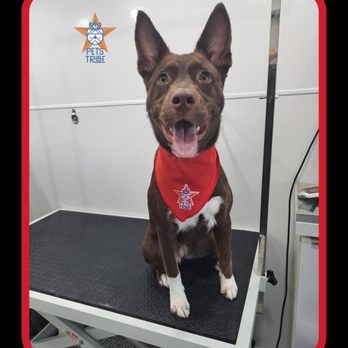 Pets Tribe Tx - Pet Groomers Near Me - Katy, Texas Pets Tribe Tx - Pet Groomers Near Me - Katy, Texas