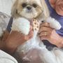 Photo of Sweet Paws Grooming and Boarding
