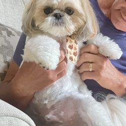Sweet Paws Grooming and Boarding - Gizmo after Shelly groomed him.