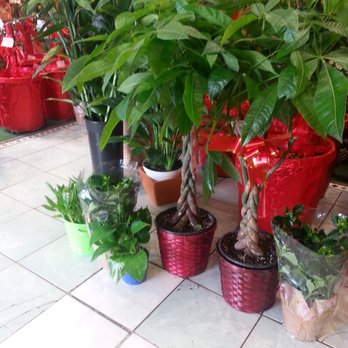 Oakland Florists - Florists Near Me - Oakland, California Oakland Florists - Florists Near Me - Oakland, California