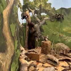 The Natural History Museum - Inside