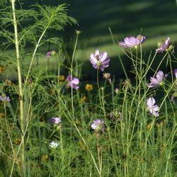 Organic Lawns by Lunseth - Pollinator seed mix
