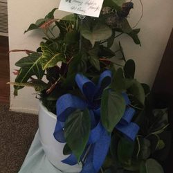 Jacks Flower Shop - A very beautiful plant arrangement for an amazing family that just lost a beautiful man