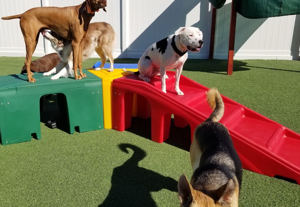 PUPPY Ormond Beach, Florida Pet Stores Phone
