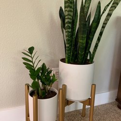 Coffee Plant Repeat - ZZ plant, Snake plant and planters all came from this  shop!