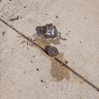 Final Pestination - The remains of a paper wasp nest after treatment and being knocked down. - Pest Control Near Me Final Pestination - The remains of a paper wasp nest after treatment and being knocked down. - Pest Control Near Me