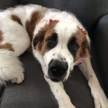That Crazy Dog Lady - Sadie's transformation - Pet Groomers Near Me - Glendale, Arizona