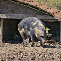 Hof Neun Linden - Bunte Bentheimer - eine Schweinerasse (05/2017)