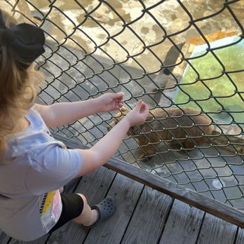 Cherokee Zoo - Feeding the bear. - Zoos Near Me - Cherokee, North Carolina
