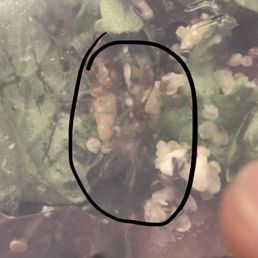 Bug in the salad Bug in the salad