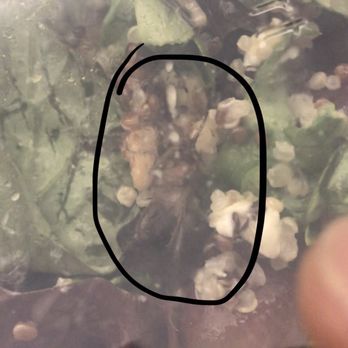 Ladle & Leaf - Bug in the salad - Salad Near Me - San Francisco, California Ladle & Leaf - Bug in the salad - Salad Near Me - San Francisco, California