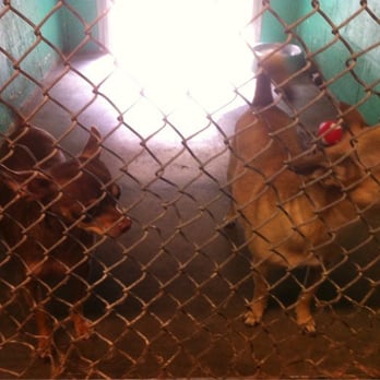 Nevada SPCA - Animal Shelters Near Me - Las Vegas, Nevada Nevada SPCA - Animal Shelters Near Me - Las Vegas, Nevada