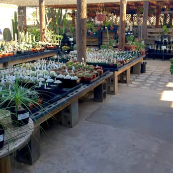 Arizona Cactus Sales - Small Cactus Plants - Nurseries & Gardening Near Me - Chandler, Arizona Arizona Cactus Sales - Small Cactus Plants - Nurseries & Gardening Near Me - Chandler, Arizona