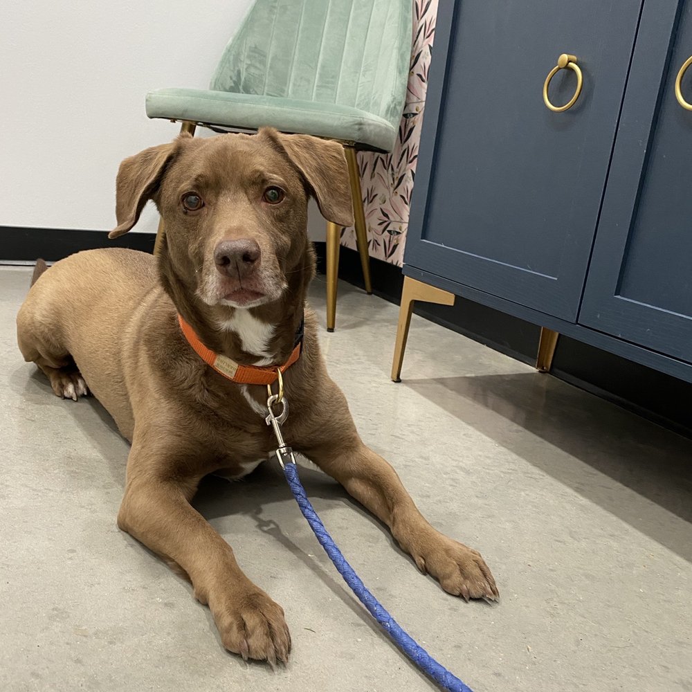 Roots Integrative Veterinary Care - Jasper - Veterinarians Near Me - Austin, Texas Roots Integrative Veterinary Care - Jasper - Veterinarians Near Me - Austin, Texas