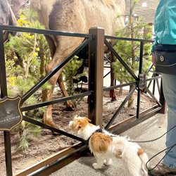 Puppy Adventure Academy - Our puppy friend getting to see new things with on a Puppy Adventure.