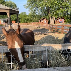 Indianapolis KOA - Horses