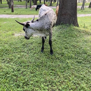 Wilderness Shores - Roaming cattle. - Campgrounds Near Me - Lakeland, Florida Wilderness Shores - Roaming cattle. - Campgrounds Near Me - Lakeland, Florida