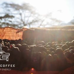 Coatl Coffee - Natural Processed Single Origin Chiapas, MX coffee available on our online store.
