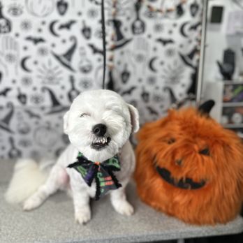 Wuf Holistic Mobile Dog Grooming - Pet Groomers Near Me Wuf Holistic Mobile Dog Grooming - Pet Groomers Near Me