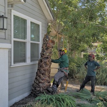 alturas Tree Service - Tree removal - Tree Services Near Me - Modesto, California