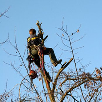 Battiste Tree Service - Tree Services Near Me - Theodore, Alabama Battiste Tree Service - Tree Services Near Me - Theodore, Alabama