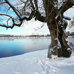 Carburn Park - Century tree by the river