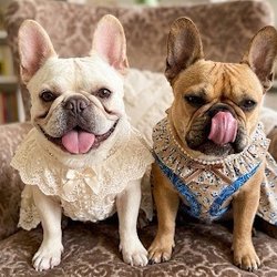 My Female twin frenchie sisters Touché and Penelope 2016