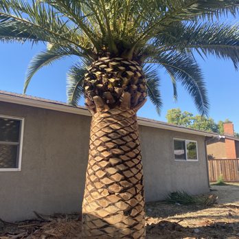 Green Line - Palm pruning - Tree Services Near Me Green Line - Palm pruning - Tree Services Near Me