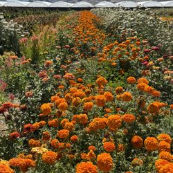 Garden flowers