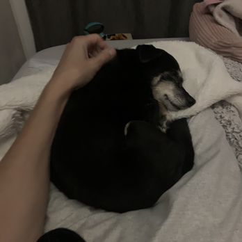 Nevada Humane Society - First night.  She kept waking as if to say "am I still here?" To which I assured her that she is and is never leaving - Animal Shelters Near Me - Reno, Nevada