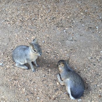 Kangaroo Creek Farm - Zoos Near Me - Kelowna, British Columbia Kangaroo Creek Farm - Zoos Near Me - Kelowna, British Columbia