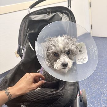 VCA East Bay Veterinary Emergency - Emergency Pet Hospital Near Me - Antioch, California VCA East Bay Veterinary Emergency - Emergency Pet Hospital Near Me - Antioch, California