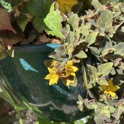 This is a closeup of those tiny yellow flowers in the previous picture.