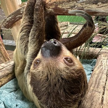Alabama Safari Park - Sloth - Zoos Near Me - Hope Hull, Alabama