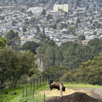 Oakland Zoo - View from the overlook by the American Bison - Zoos Near Me - Oakland, California