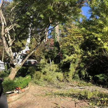 Davenport Tree & Landscape Service - Tree Services Near Me - Clinton, Tennessee Davenport Tree & Landscape Service - Tree Services Near Me - Clinton, Tennessee