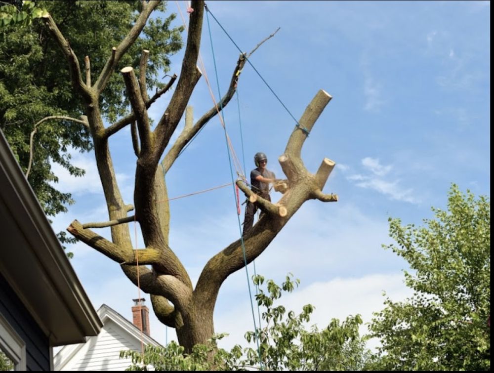 Three People Tree Services - tree service in Taylors, SC