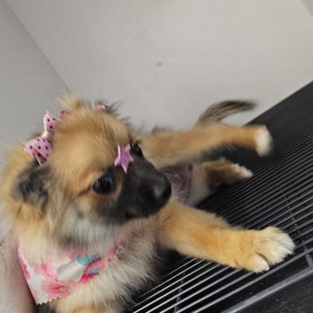 Pet Crew - Pet Stores Near Me - Newark, New Jersey