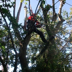 R Williams Tree Surgeon - R Williams Tree Surgeon Renfrewshire