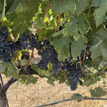 Dude DeWalts Cellars - Grapes almost ready for harvest - Wine Tasting Room Near Me - Eagle, Idaho Dude DeWalts Cellars - Grapes almost ready for harvest - Wine Tasting Room Near Me - Eagle, Idaho