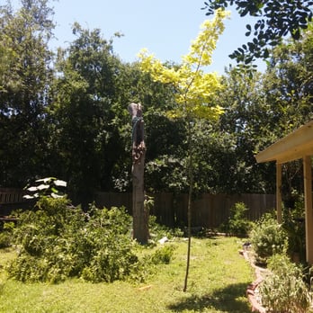 Artistic Trees - Tree Services Near Me - San Antonio, Texas