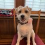 Photo of Pampered Pooch