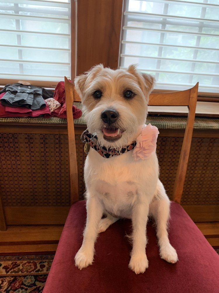 Pampered Pooch Image