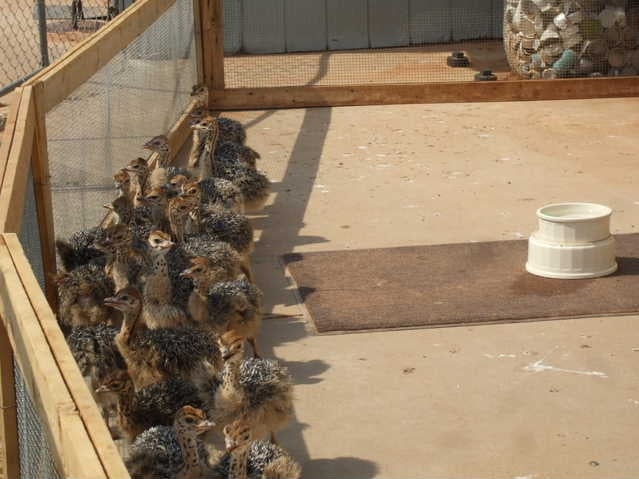 OKEECHOBEE OSTRICH FARM - Updated July 2025 - 6742 NW 58th Ln