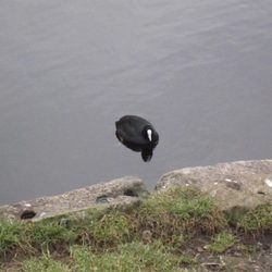 Nyborg Slot - One of many ducks in the lake.